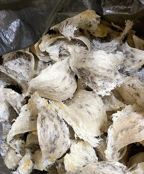 Mới thu hoạch yến xong nha cả nhà